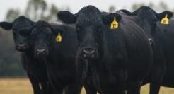 American Angus Association Completes a Successful Fiscal Year